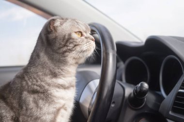 Sarı gözlü gri bir İskoç kedisi arabada oturur. Hayvanlarla seyahat kavramı. 