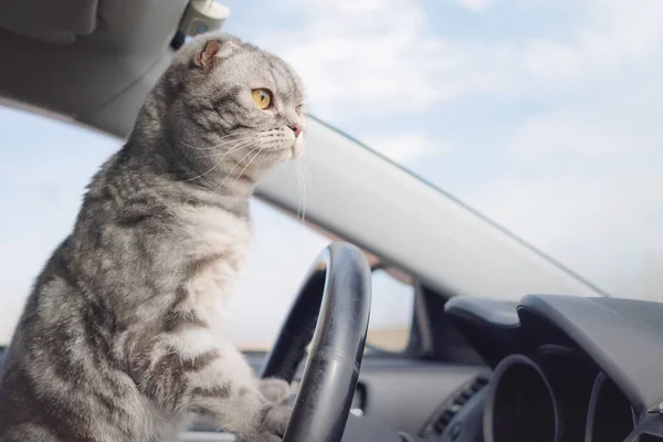 Szary Szkocki Krotnie Kot Żółtymi Oczami Siedzi Samochodzie Koncepcja Podróży — Zdjęcie stockowe