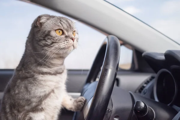 Gray Scottish Fold Cat Yellow Eyes Sits Car Travel Concept — Stock Photo, Image