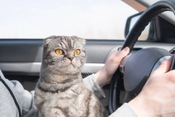 Gray Scottish Fold Cat Yellow Eyes Sits Car Travel Concept — Stock Photo, Image