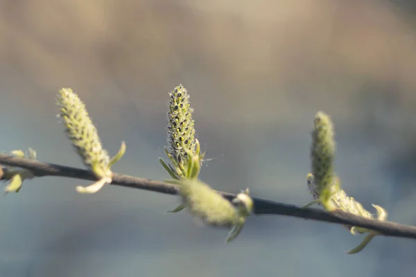 Folhas Salgueiro Florescendo Primavera Ramo Uma Árvore Conceito Brilhante Primavera — Fotografia de Stock