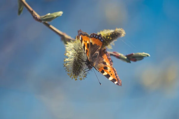 青い空に対して柳の木の枝にタイガー蝶 春の明るいコンセプト — ストック写真