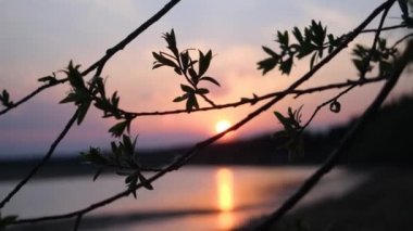 Ağacın dalları batan güneşin ışığında rüzgarda sallanıyor. Arka planda nehir var..