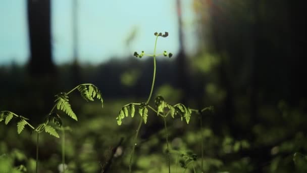 Gras Wald Aus Nächster Nähe Strahlendes Sonnenlicht Der Begriff Frühling — Stockvideo