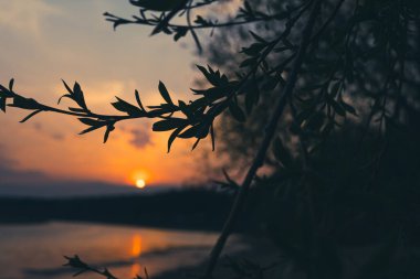 Ağacın dalları batan güneşin ışığında rüzgarda sallanıyor. Arka planda nehir var..