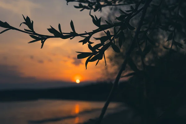 stock image The branches of the tree sway in the wind in the light of the setting sun. In the background is the river.