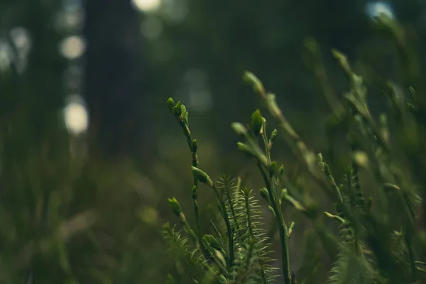 Gräs Skogen Närbild Ljust Solljus Begreppet Vår Natur Miljö Harmoniserade — Stockfoto