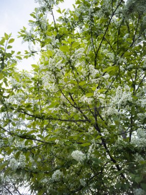 Kuş kiraz çiçekleri yakın plan. Hassas bahar konsepti.