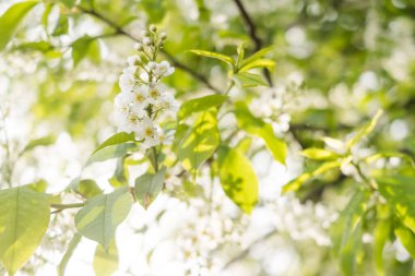 Kiraz çiçeklerine yakın çekim. Yumuşak bahar konsepti. Kartlar, pankartlar, tatiller için afişler, Anneler Günü, Uluslararası Kadınlar Günü, Bahar Günü