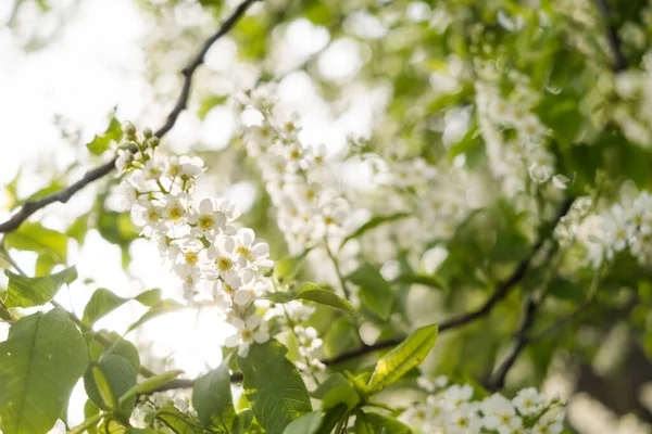 Primer Plano Las Flores Cerezo Concepto Tierno Primavera Imagen Para — Foto de Stock