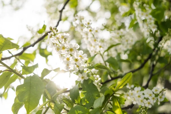 Close Van Kersenbloemen Een Gevoelig Voorjaarsconcept Beeld Voor Kaarten Spandoeken — Stockfoto