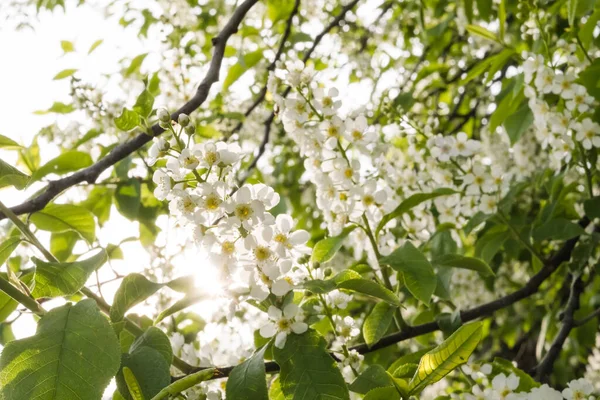 Primo Piano Dei Fiori Ciliegio Tenero Concetto Primaverile Immagine Cartoline — Foto Stock