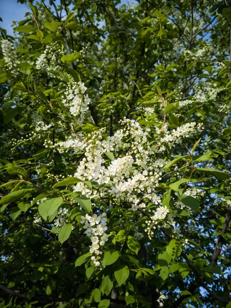 Close Van Kersenbloemen Een Gevoelig Voorjaarsconcept Beeld Voor Kaarten Spandoeken — Stockfoto