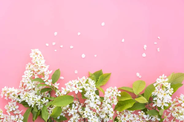 Takken Bloeiende Vogelkers Felroze Achtergrond Bloemenconcept Kopieerruimte Bovenaanzicht Flat Lay — Stockfoto