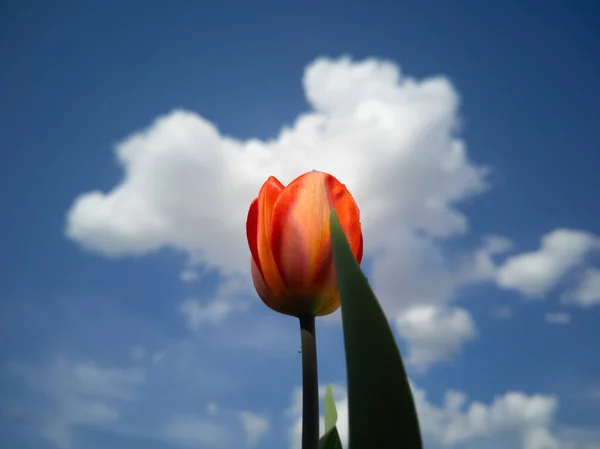Tulipano Rosso Contro Cielo Blu Con Nuvole Bianche Colori Brillanti — Foto Stock