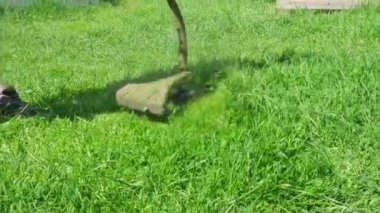 Kapalı el çim biçme makinesi parlak yeşil çimleri biçer. Bahçe işleri, yaz bahçıvanlığı, çimenlik..