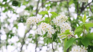 Nehir kenarında piknik. Açık renkli bir yatak örtüsü, içinde meyve, kek ve bir şişe şarap olan ahşap bir tepsi. Batan güneşin ışığı, hoş sakin bir atmosfer, parlak renkler..
