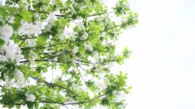 Nehir kenarında piknik. Açık renkli bir yatak örtüsü, içinde meyve, kek ve bir şişe şarap olan ahşap bir tepsi. Batan güneşin ışığı, hoş sakin bir atmosfer, parlak renkler..