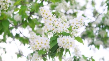 Nehir kenarında piknik. Açık renkli bir yatak örtüsü, içinde meyve, kek ve bir şişe şarap olan ahşap bir tepsi. Batan güneşin ışığı, hoş sakin bir atmosfer, parlak renkler..
