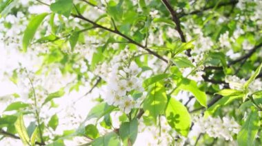Nehir kenarında piknik. Açık renkli bir yatak örtüsü, içinde meyve, kek ve bir şişe şarap olan ahşap bir tepsi. Batan güneşin ışığı, hoş sakin bir atmosfer, parlak renkler..