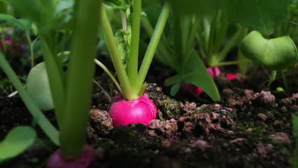 Rabanete Cresce Chão Cama Jardim Conceito Vegetais Frescos Cultivados Forma — Vídeo de Stock