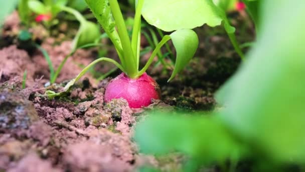Rabanete Cresce Chão Cama Jardim Conceito Vegetais Frescos Cultivados Forma — Vídeo de Stock