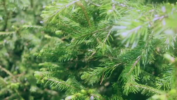 森林里针叶林的特写 明亮的阳光 环境的概念 和谐的色彩 — 图库视频影像