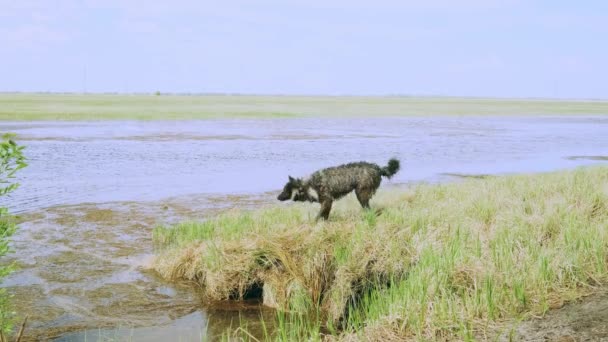 Hunden Står Flodstranden Våren Begreppet Promenader Husdjur Naturen — Stockvideo