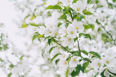 Çiçek açan elma ağacı yakın plan. Parlak bahar fotoğrafı. Güzel beyaz çiçekler. Kartpostallar için harika bir görüntü. Bahar, yaz, çiçek konsepti.