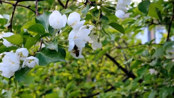 盛开的苹果树特写 明亮的春光照片美丽的白花 明信片的伟大形象 花的概念 — 图库视频影像