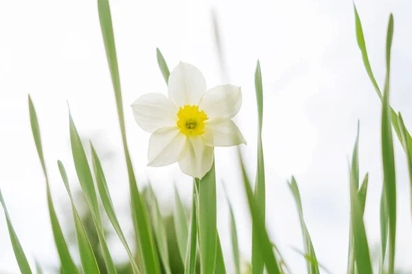 Daffodil Background Bright Blue Sky Light Clouds Concept Summer Flowering — Fotografia de Stock