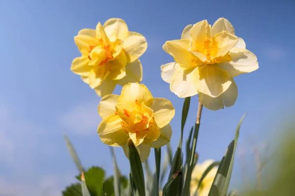 Daffodils Background Bright Blue Sky Light Clouds Concept Summer Flowering — Stockfoto