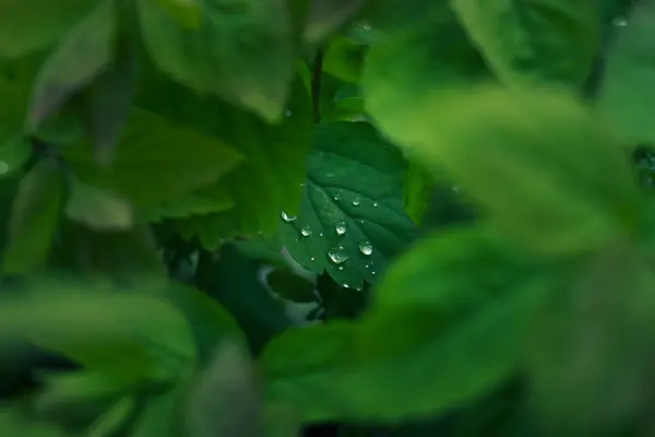 Arbusto Con Hojas Verdes Cubiertas Rocío Imagen Tonos Verdes Fondo —  Fotos de Stock