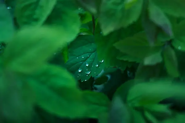 Arbusto Con Hojas Verdes Cubiertas Rocío Imagen Tonos Verdes Fondo —  Fotos de Stock