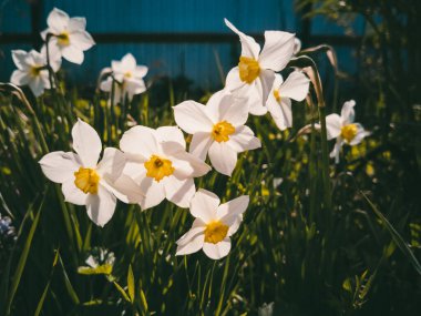 Açık mavi bulutlu gökyüzünün arka planındaki nergisler. Yaz çiçekleri, büyüyen çiçekler, bahçe işleri. Posterler, kartpostallar, fotoğraflar için uygun resim.