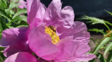 Bir arı sarı merkezli büyük pembe bir çiçeğe uçar. İşçi arılar, böcekler, yaz konsepti.