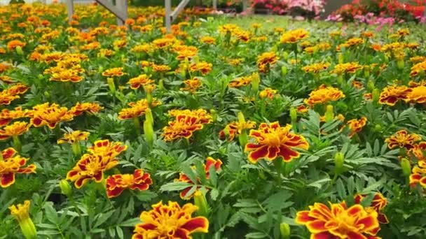 Hermosas Flores Verano Gran Invernadero Preparan Para Plantación Macizos Flores — Vídeos de Stock