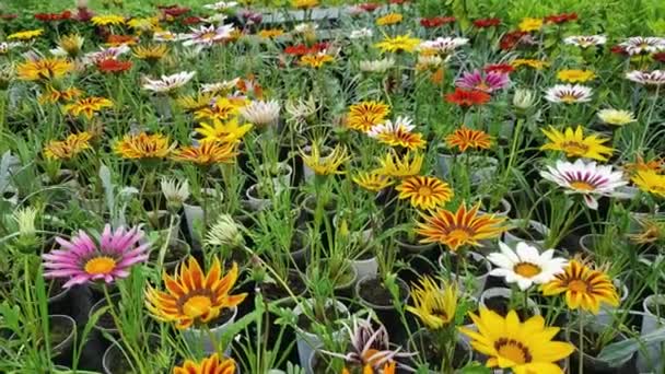 Büyük Bir Serada Güzel Yaz Çiçekleri Çiçek Tarlalarına Ekilmeye Hazırdır — Stok video