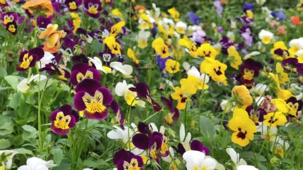 Hermosas Flores Verano Gran Invernadero Preparan Para Plantación Macizos Flores — Vídeo de stock