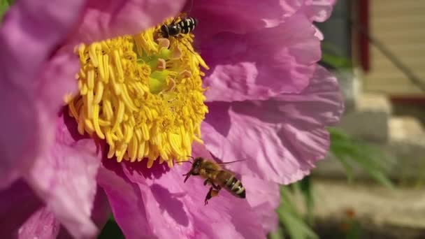 Бджола Летить Великої Рожевої Квітки Жовтим Центром Концепція Робочих Бджіл — стокове відео