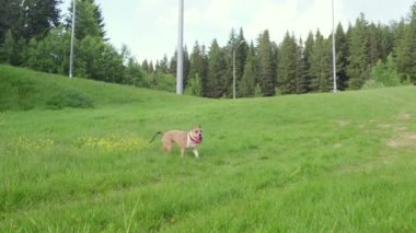 American Staffordshire Terrier yaz aylarında ormanın yakınındaki bir açıklıkta aktif olarak yürüyüp oynuyor. Köpek gezdirme kavramı.