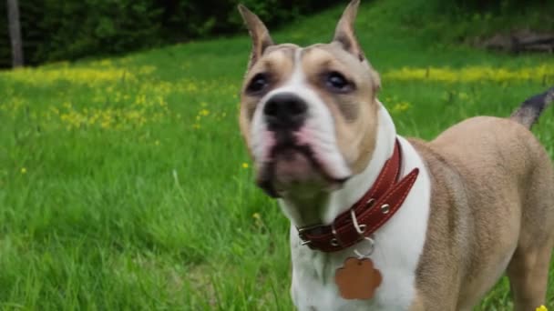 Amerikai Staffordshire Terrier Nyáron Erdő Melletti Tisztáson Sétál Kutyasétáltatás — Stock videók