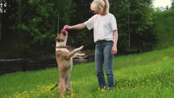 アメリカ人のスタッフォードシャー テリアと女性は森の近くの清掃で夏に積極的に歩き 犬歩行の概念 — ストック動画