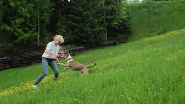 美国斯塔福德郡 特里埃和一个女人在森林附近的一个空地上散步玩耍 遛狗的概念 — 图库视频影像