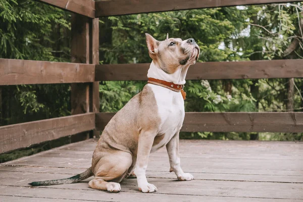 Ritratto American Staffordshire Terrier Sfondo Fogliare Verde Concetto Cani Passeggio — Foto Stock