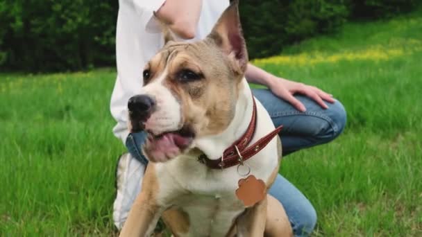 Amerikai Staffordshire Terrier Egy Sétálnak Játszanak Aktívan Nyáron Egy Tisztáson — Stock videók