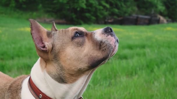 American Staffordshire Terrier Passeggiate Estate Una Radura Vicino Alla Foresta — Video Stock