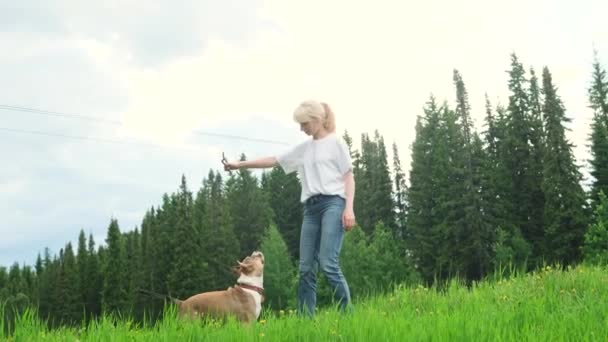アメリカ人のスタッフォードシャー テリアと女性は森の近くの清掃で夏に積極的に歩き 犬歩行の概念 — ストック動画
