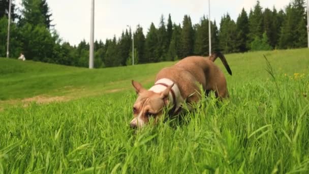 American Staffordshire Terrier Och Kvinna Går Och Leker Aktivt Sommaren — Stockvideo