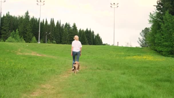 美国斯塔福德郡 特里埃和一个女人在森林附近的一个空地上散步玩耍 遛狗的概念 — 图库视频影像